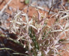 Image of Lapeirousia littoralis Baker