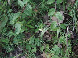 Image of smooth yellow vetch