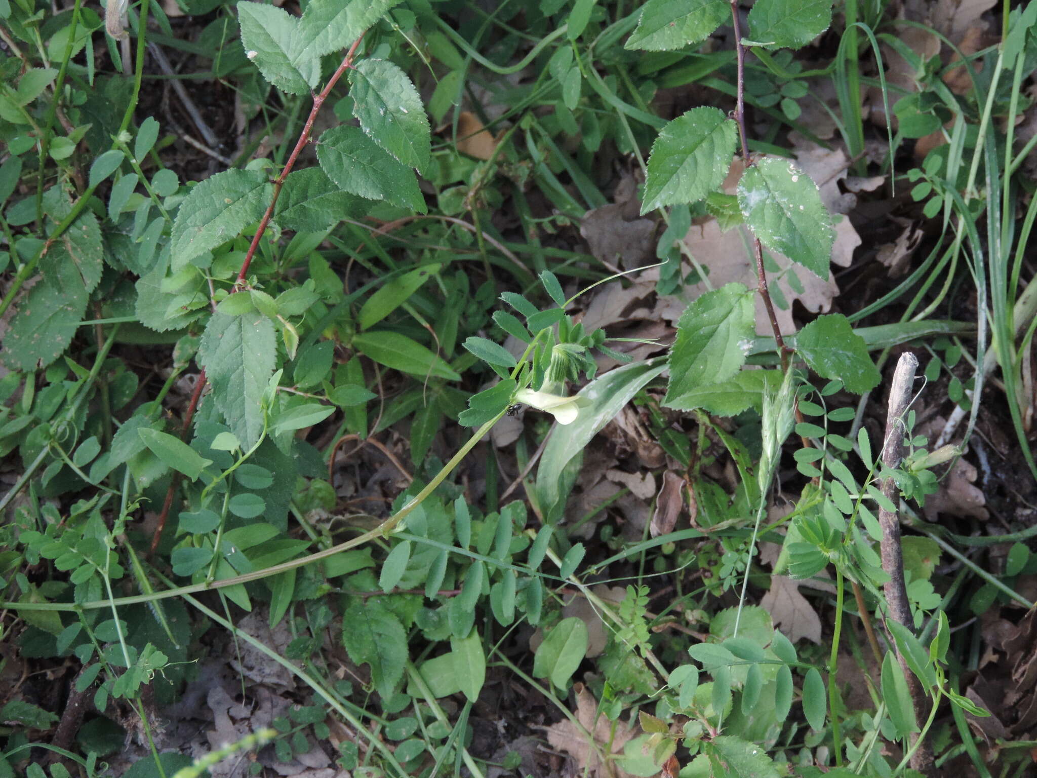 Image of smooth yellow vetch