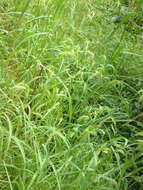 Image of gulf cockspur grass