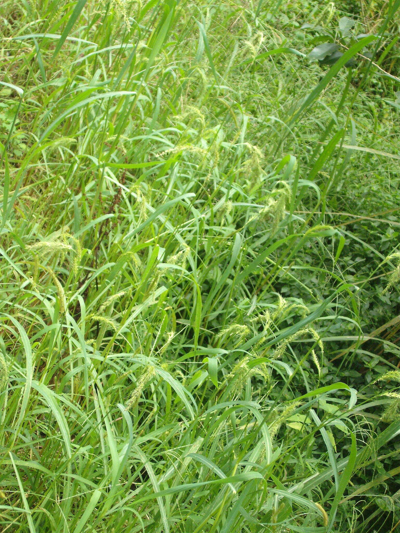 Image of gulf cockspur grass