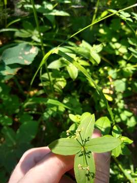 Galium oreganum Britton resmi