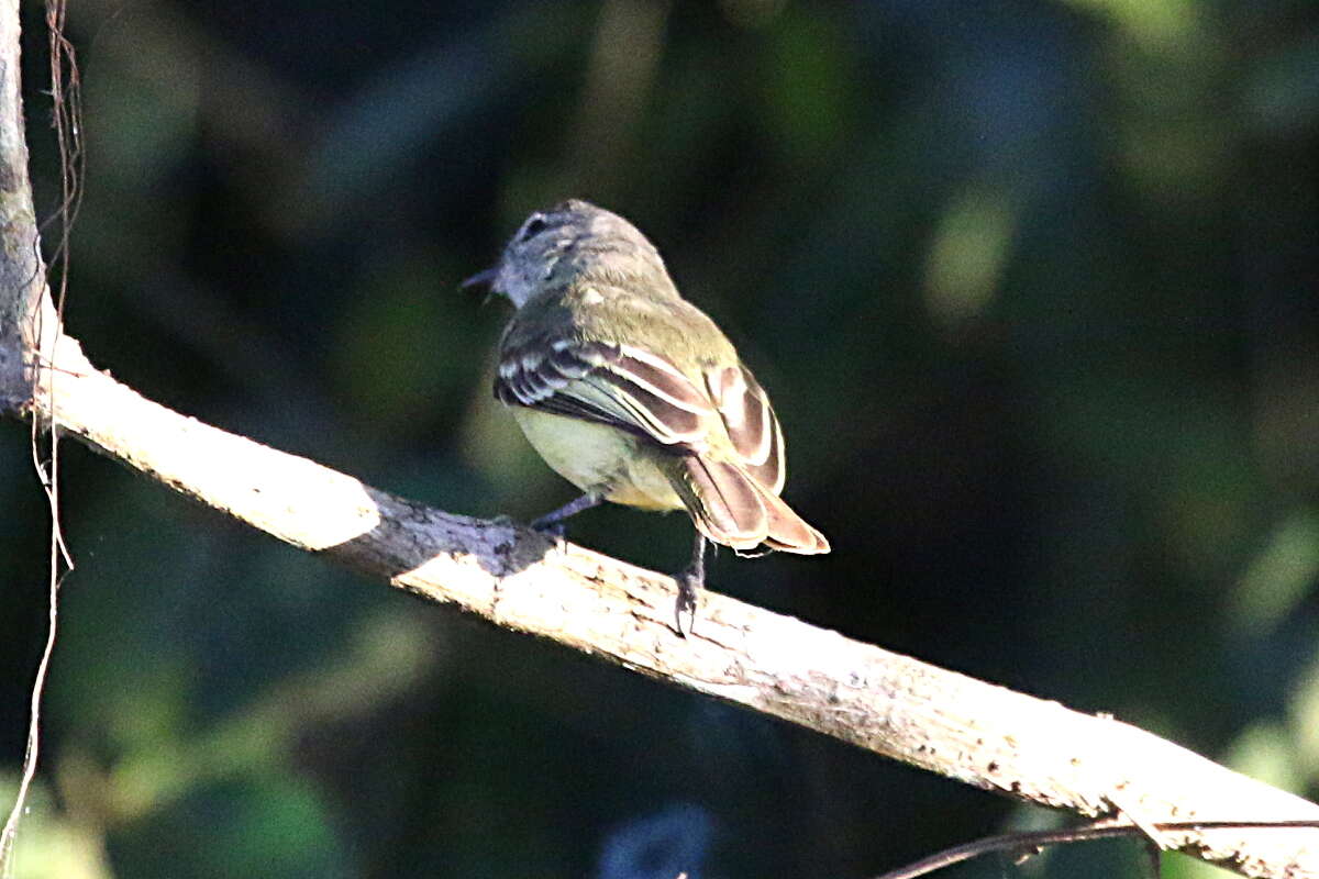 Image of Forest Elaenia