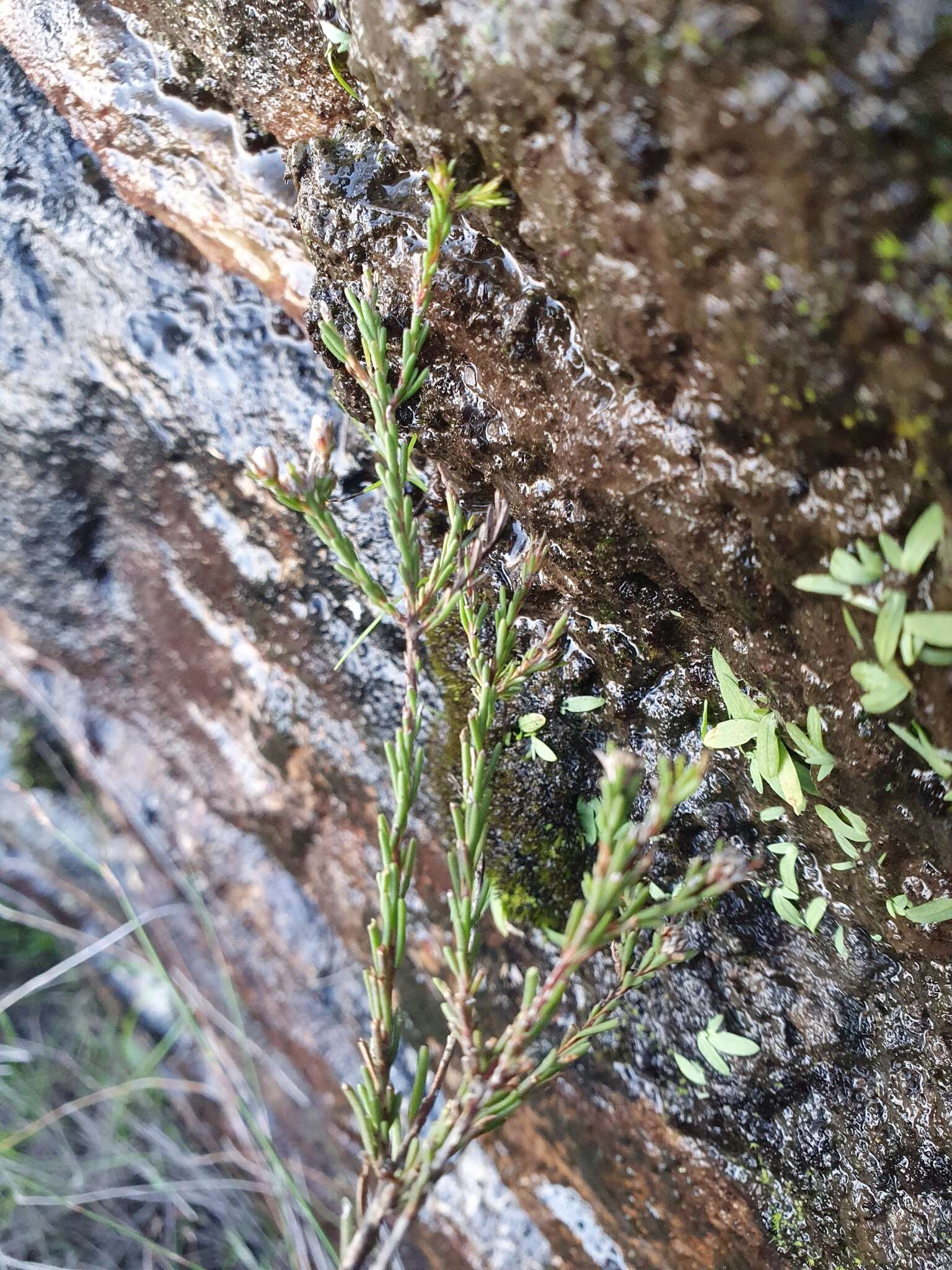 Sivun Staavia phylicoides Pillans kuva