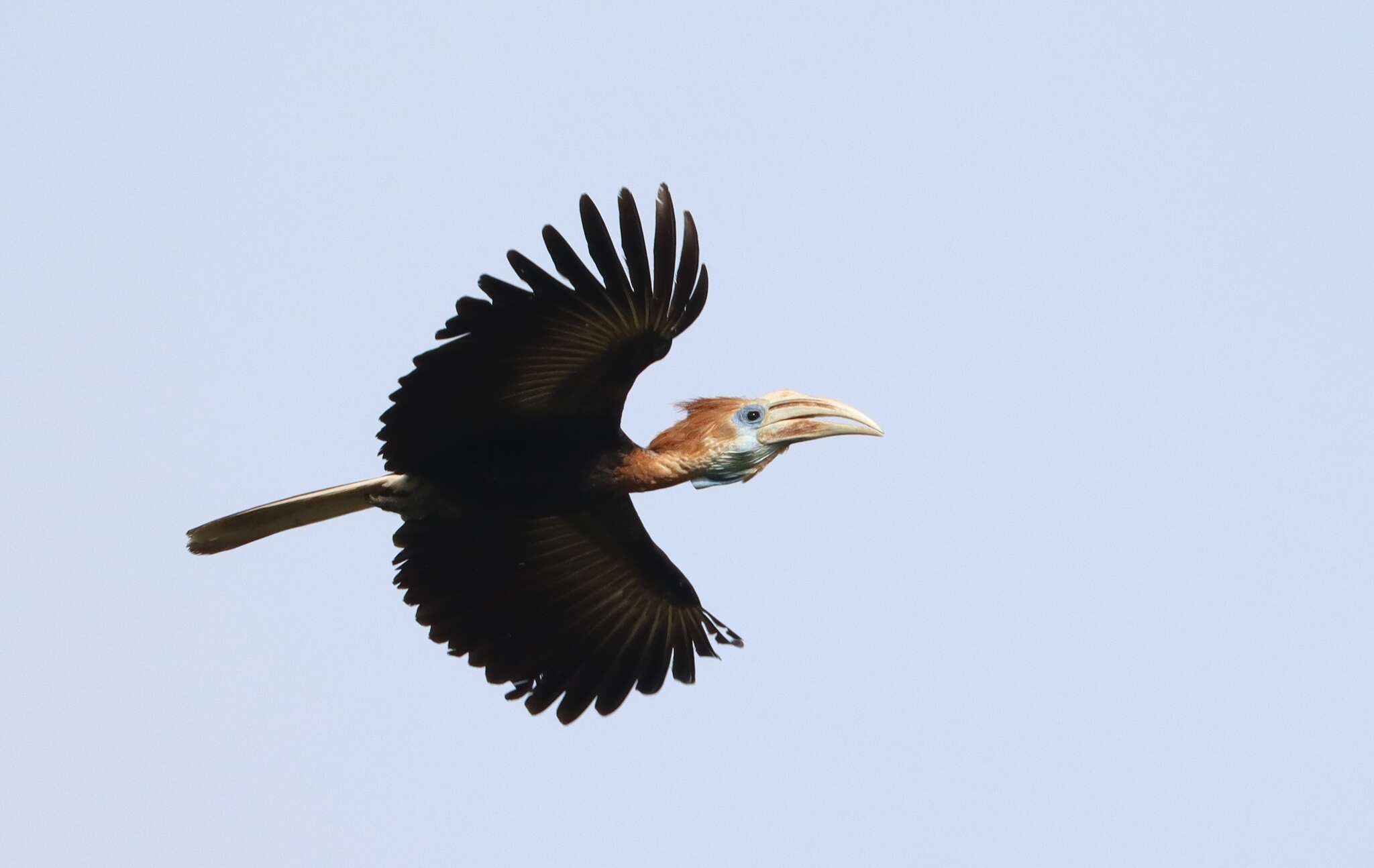 Image of Yellow-casqued Hornbill