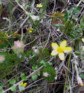 Image of Osteospermum elsieae Norlindh