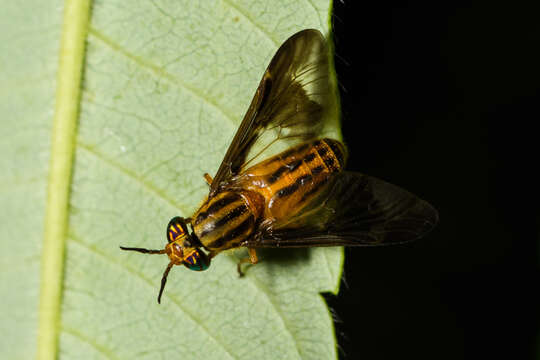 Image of Chrysops vittatus Wiedemann 1821