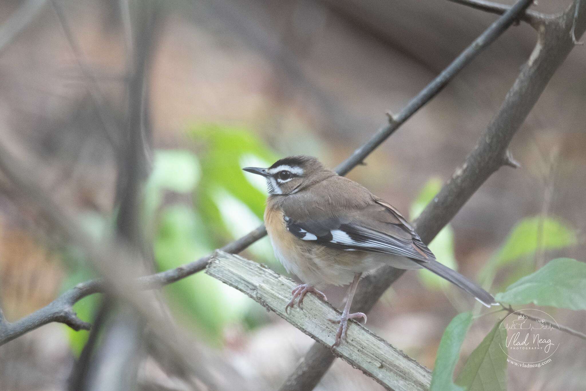 Image of Bearded Scrub Robin