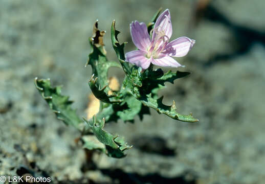 Image of desert wirelettuce