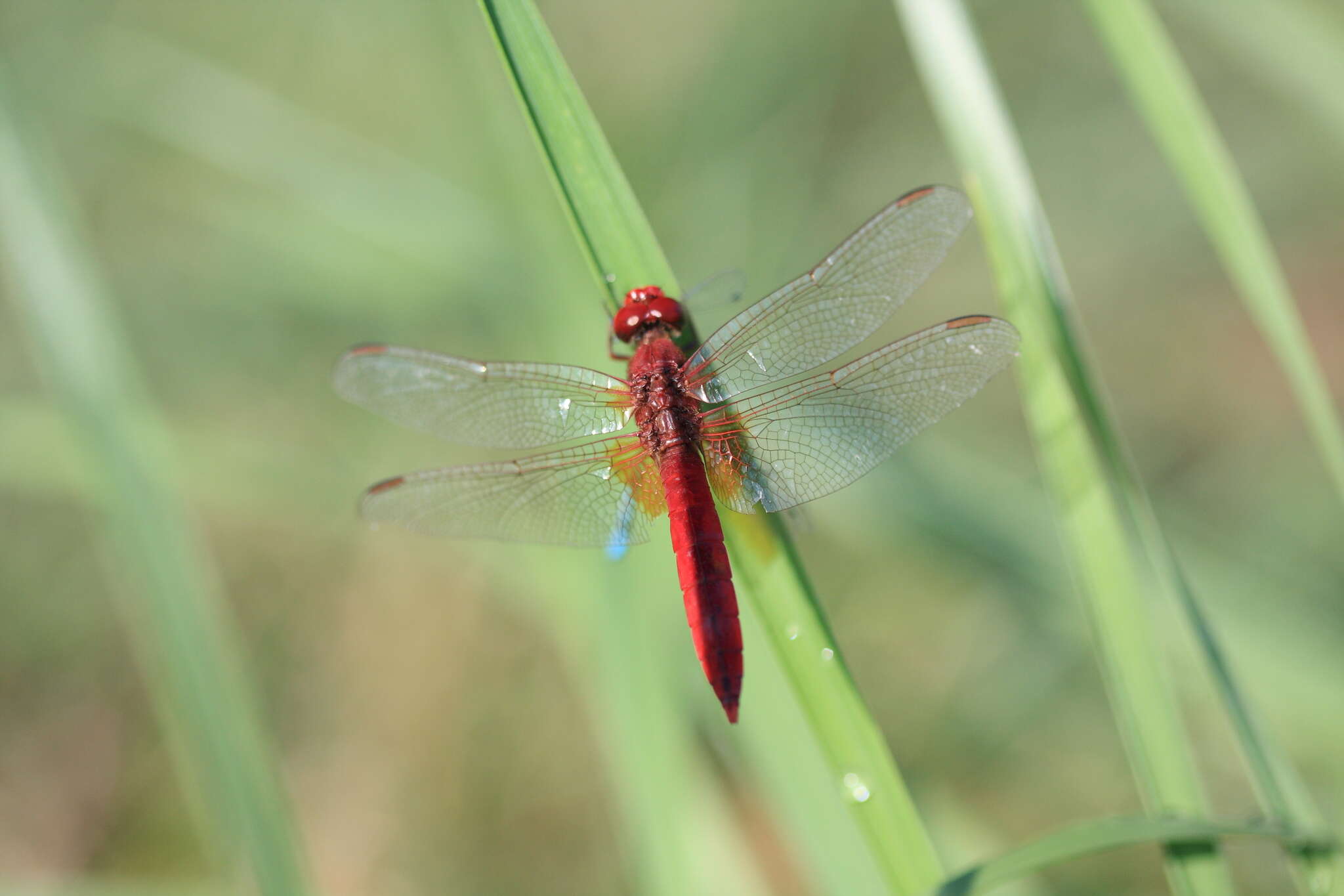 Image of Broad Scarlet