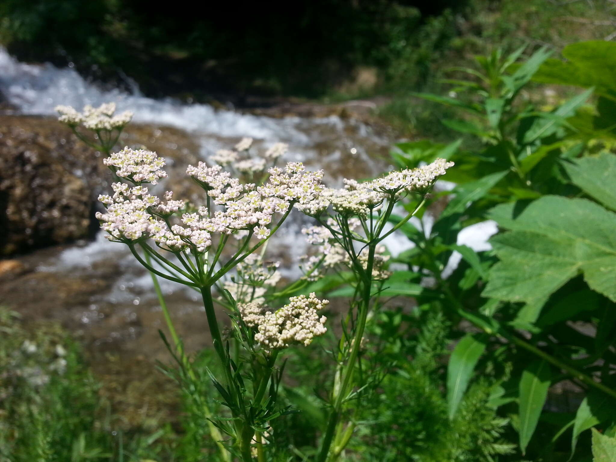 Image of caraway