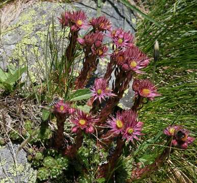 Image of Sempervivum montanum subsp. stiriacum (Wettst. ex Hayek) Hayek