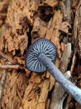 Image of Entoloma occidentale (Murrill) Blanco-Dios 2015