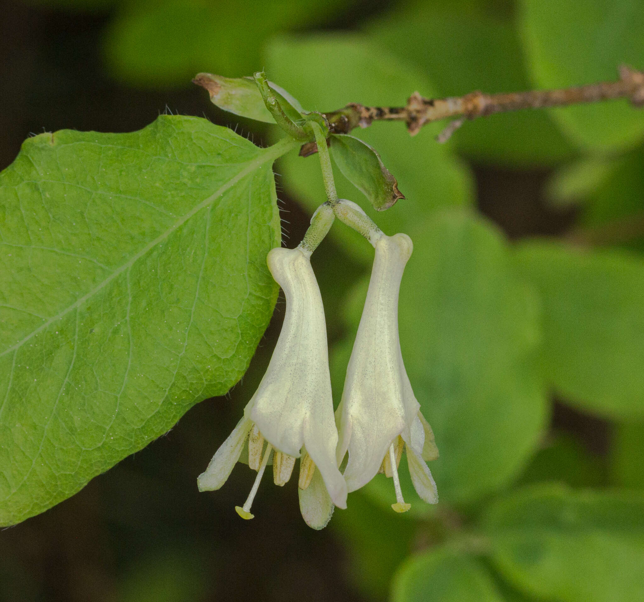 Слика од Lonicera utahensis S. Wats.