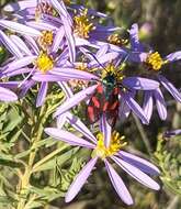 Image of Rhone Aster