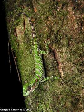 Image of Lionhead Agama