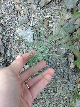 Plancia ëd Linaria corifolia Desf.