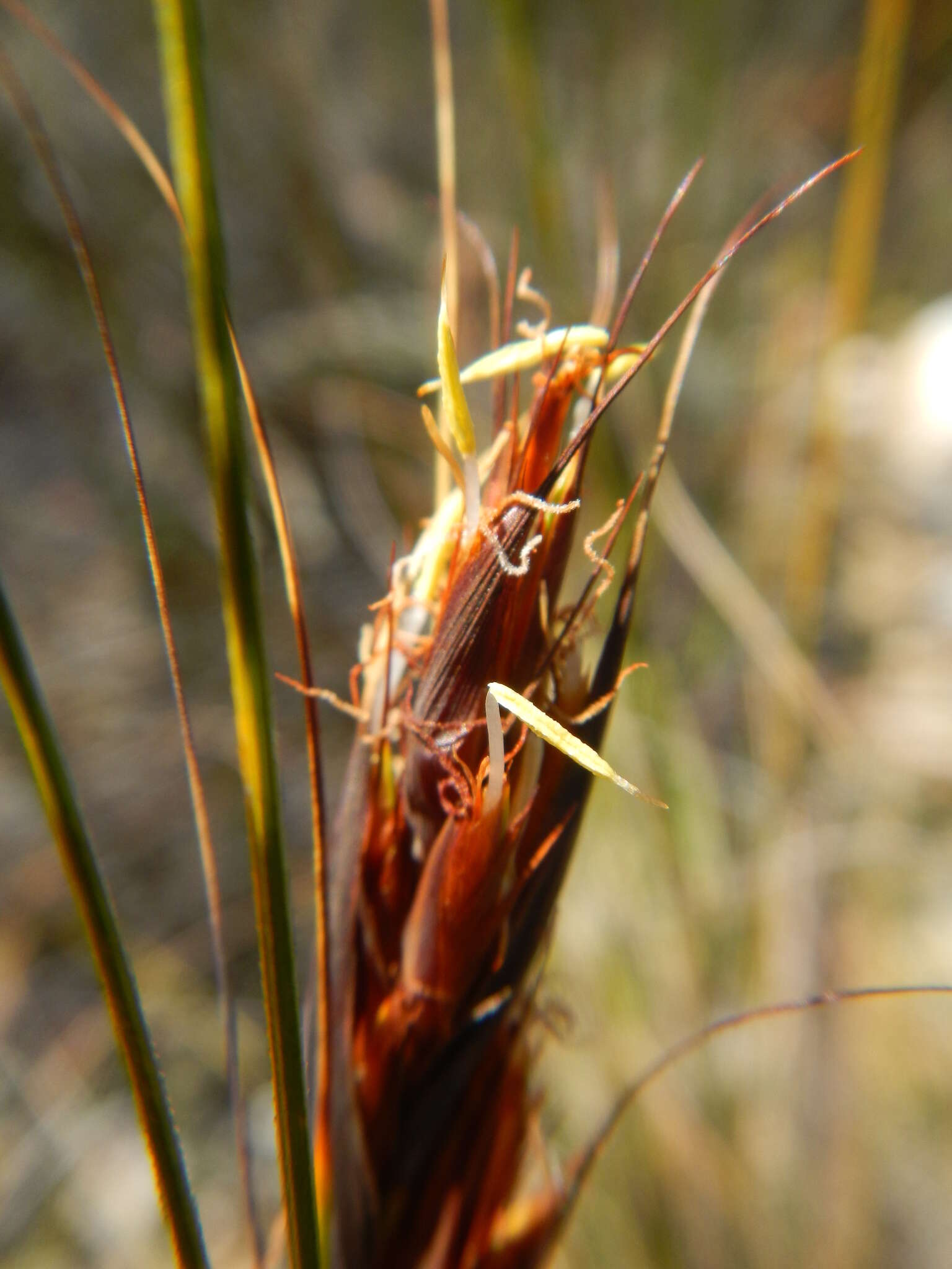 Image of Tetraria ustulata (L.) C. B. Clarke