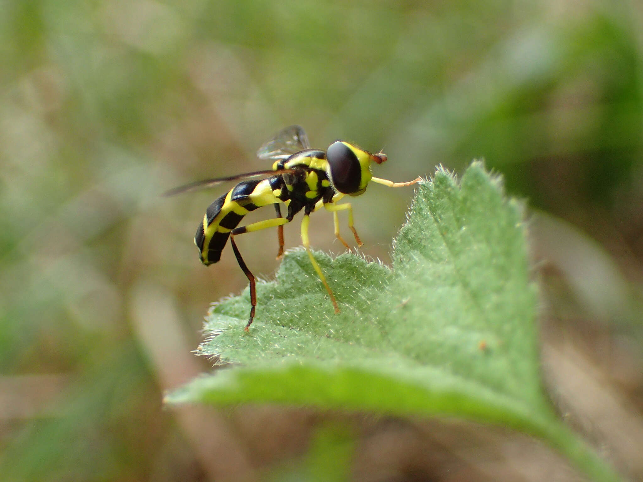 Sivun <i>Xanthogramma dives</i> kuva