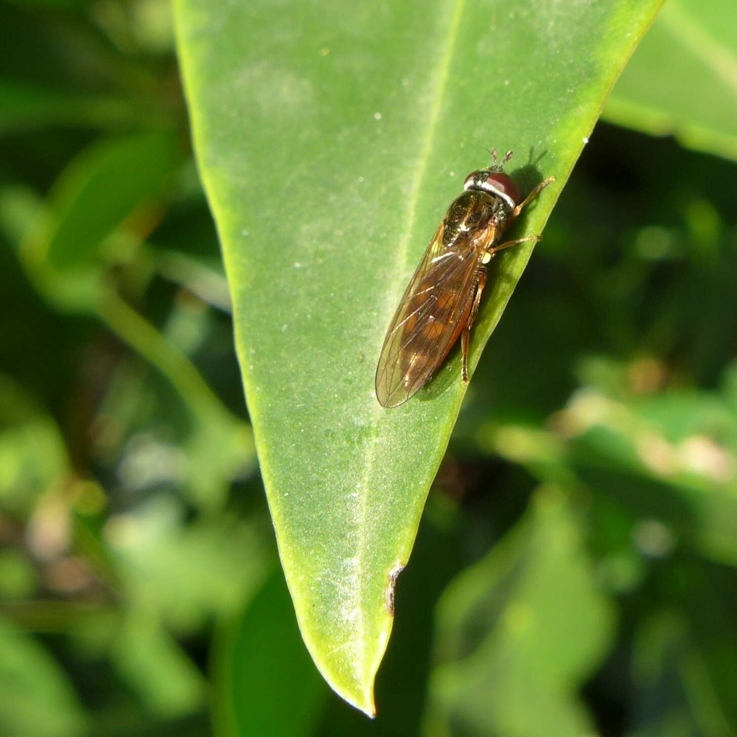 Image of Melanostoma mellina