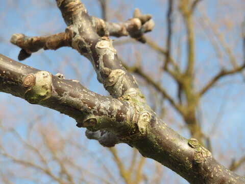 Image of Common walnut