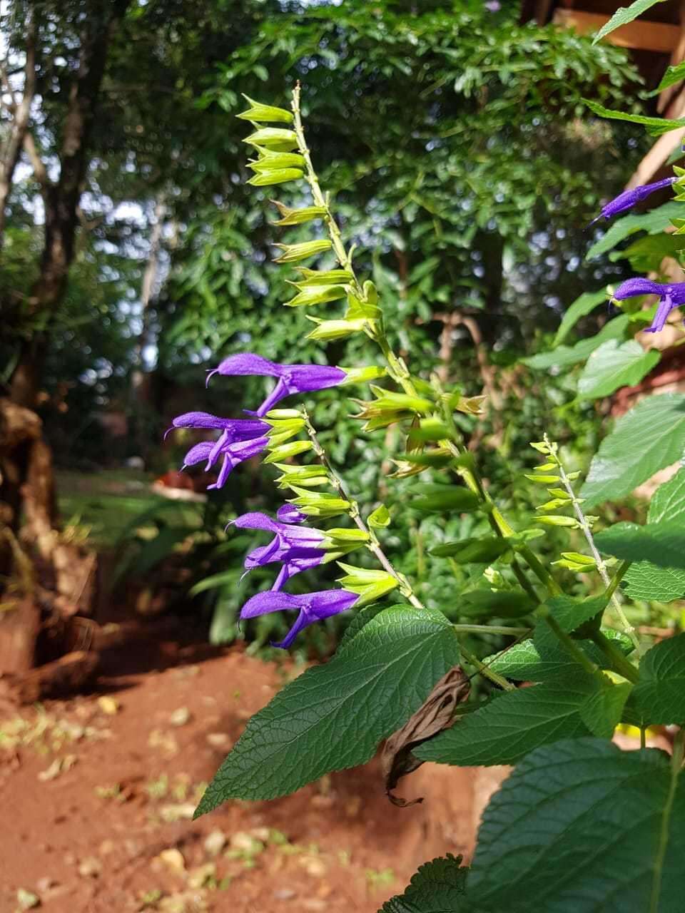 Salvia coerulea Benth. resmi