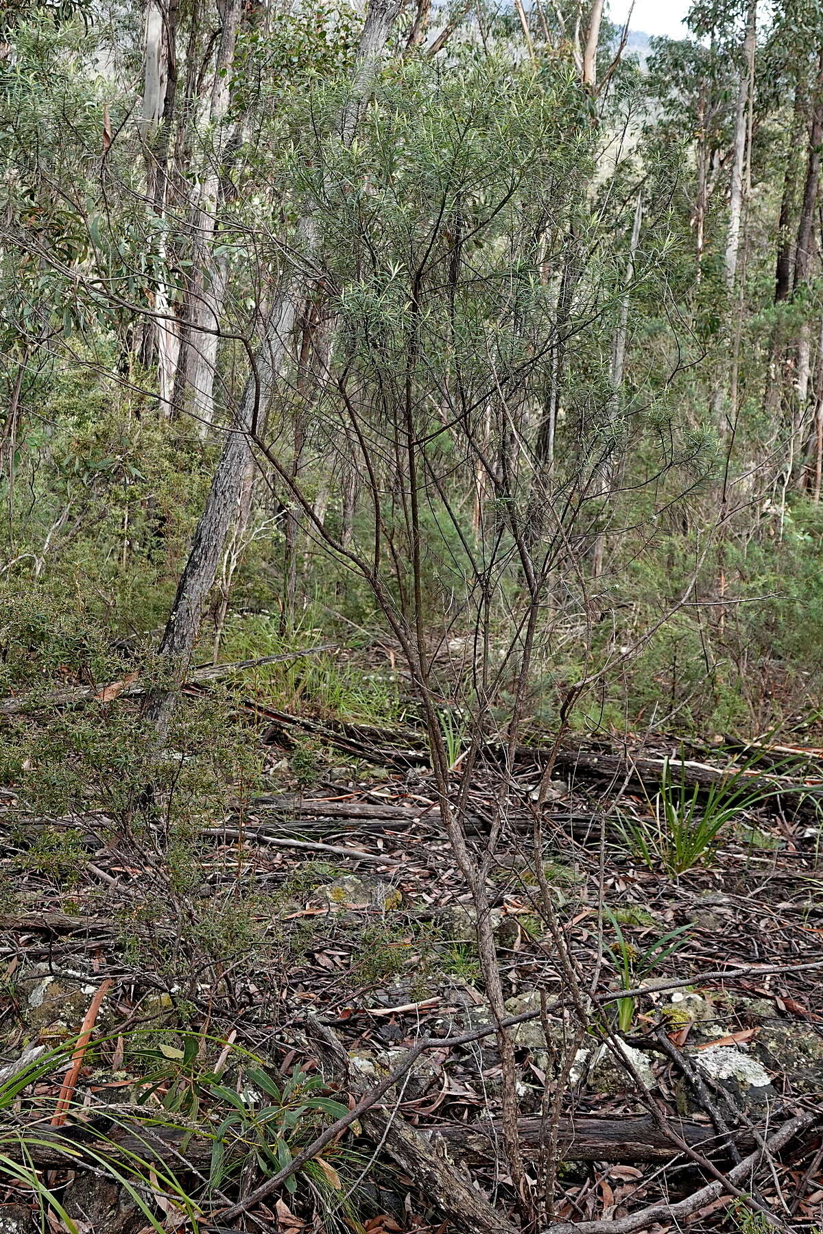 Image de Ozothamnus conditus (Wakef.) A. A. Anderberg