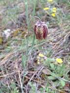 Image of Fritillaria montana Hoppe ex W. D. J. Koch