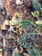 Imagem de Astragalus iodanthus S. Wats.