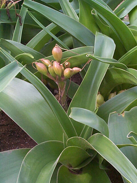 Imagem de Crinum stuhlmannii Baker