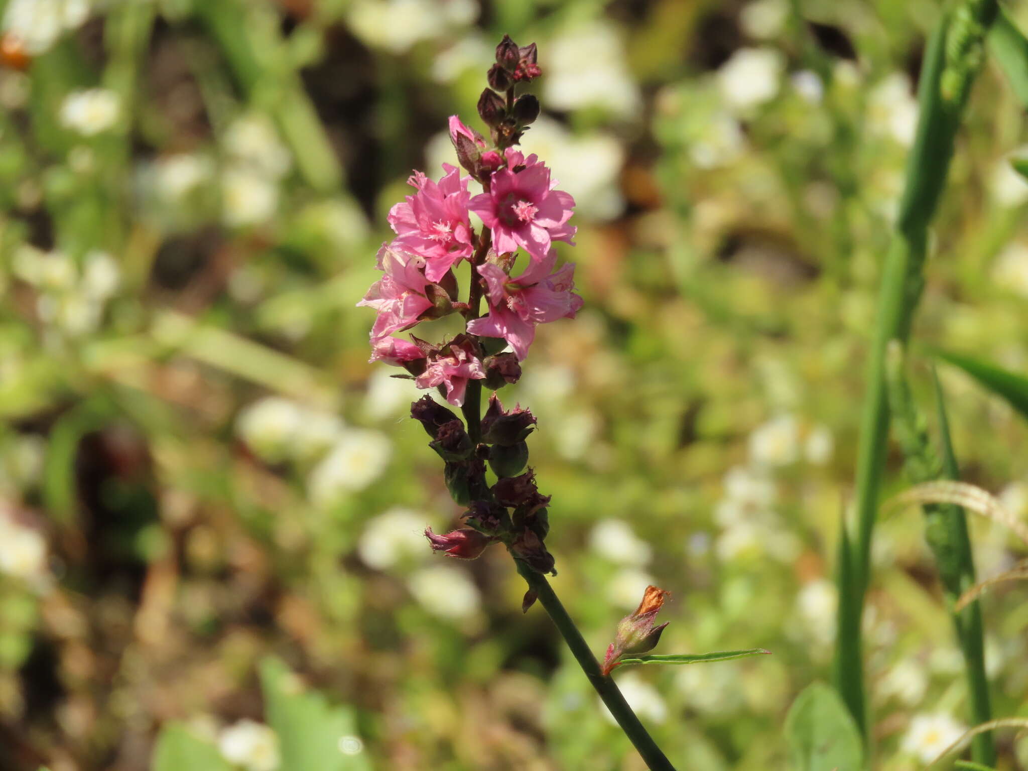 Plancia ëd Sidalcea nelsoniana Piper