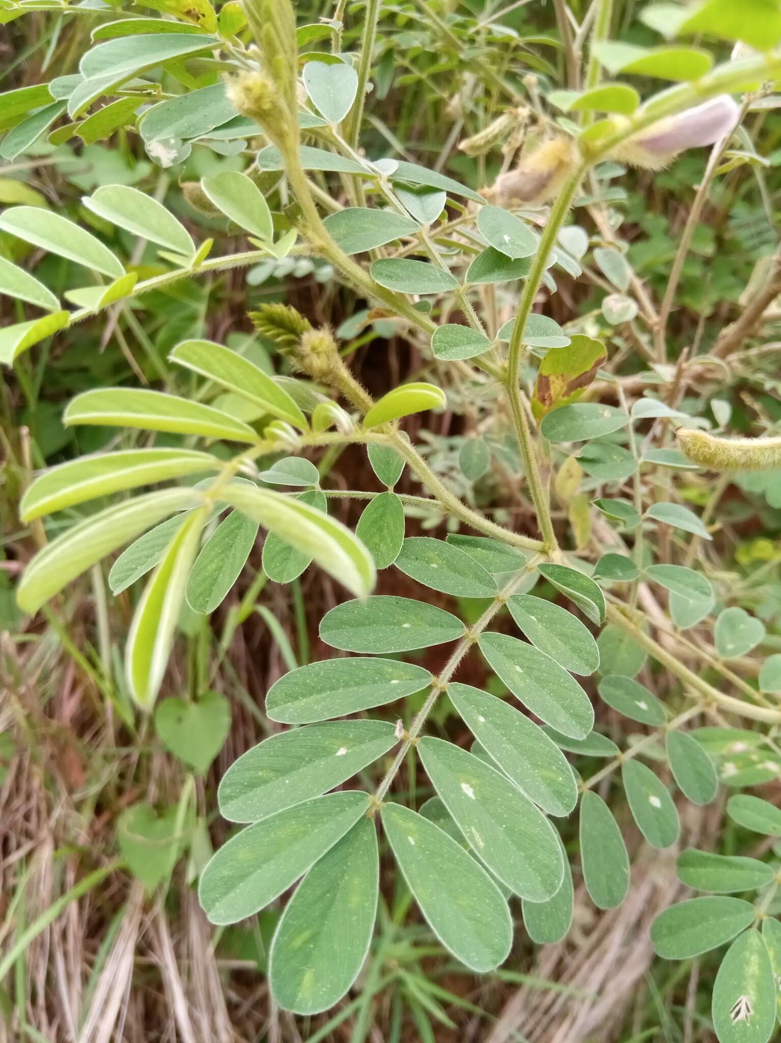 Tephrosia villosa (L.) Pers.的圖片