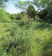 Image of Brazos River yucca