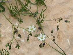 Image of Spergularia flaccida (Madden) I. M. Turner