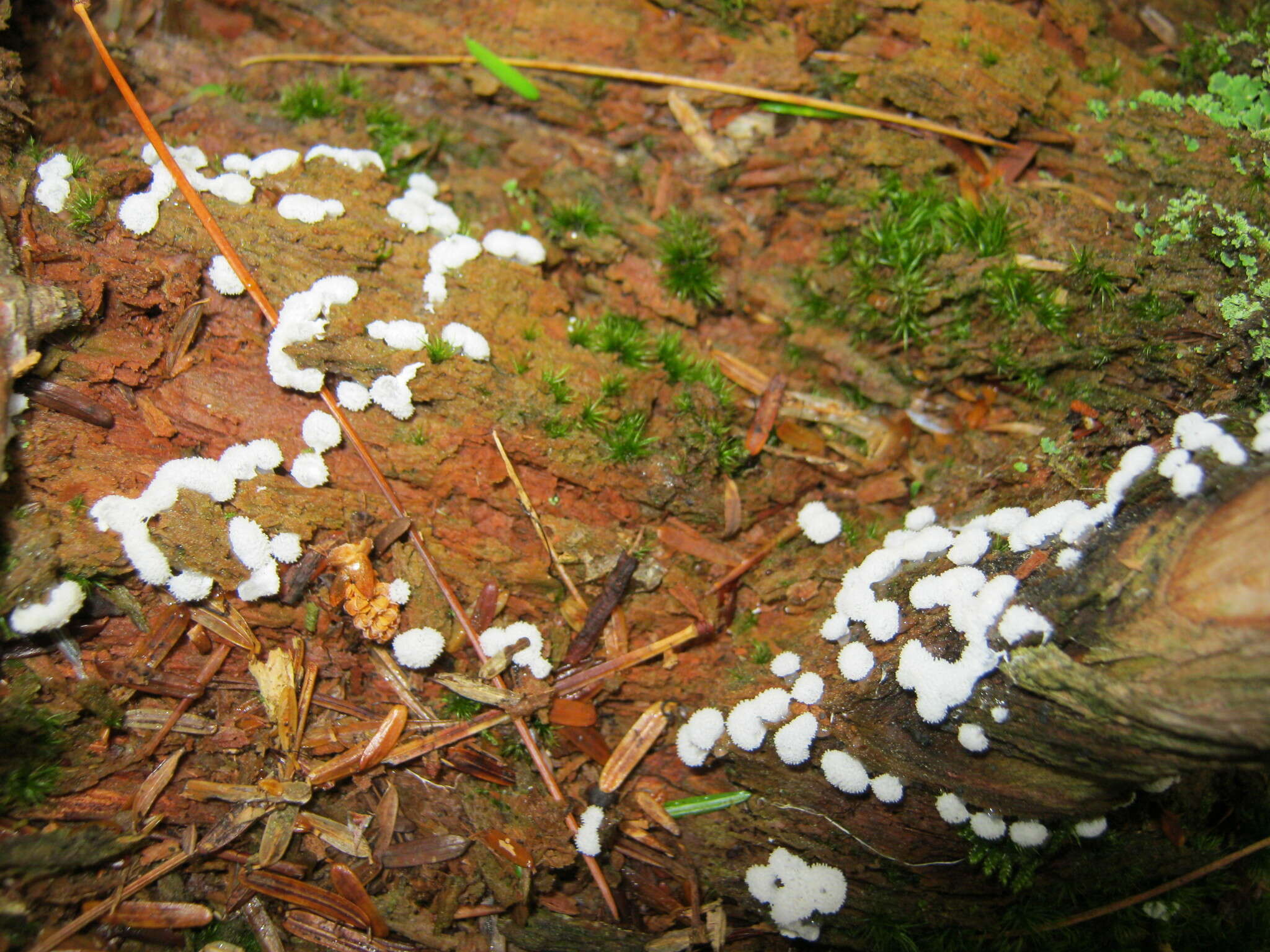 Image of Ceratiomyxa J. Schröter ex Engler & Prantl 1889