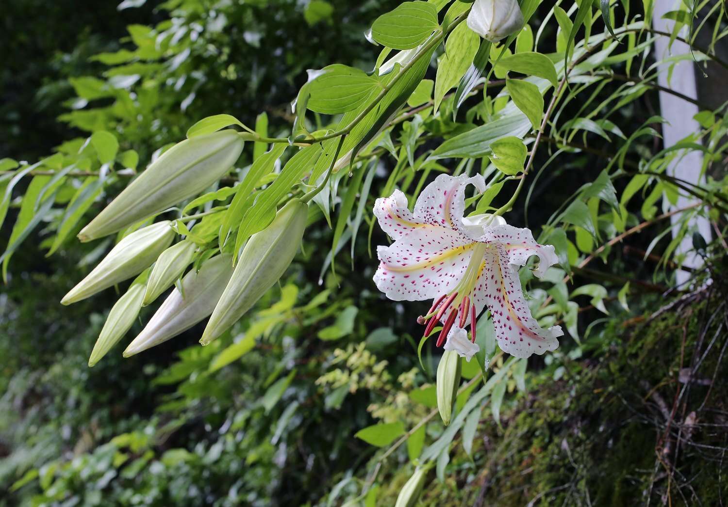 Image of Asiatic Lily