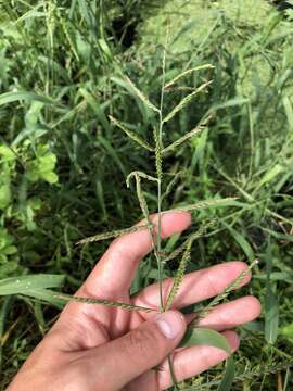 Image of Urochloa polystachya