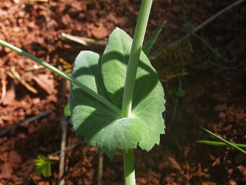 Image of wild pea