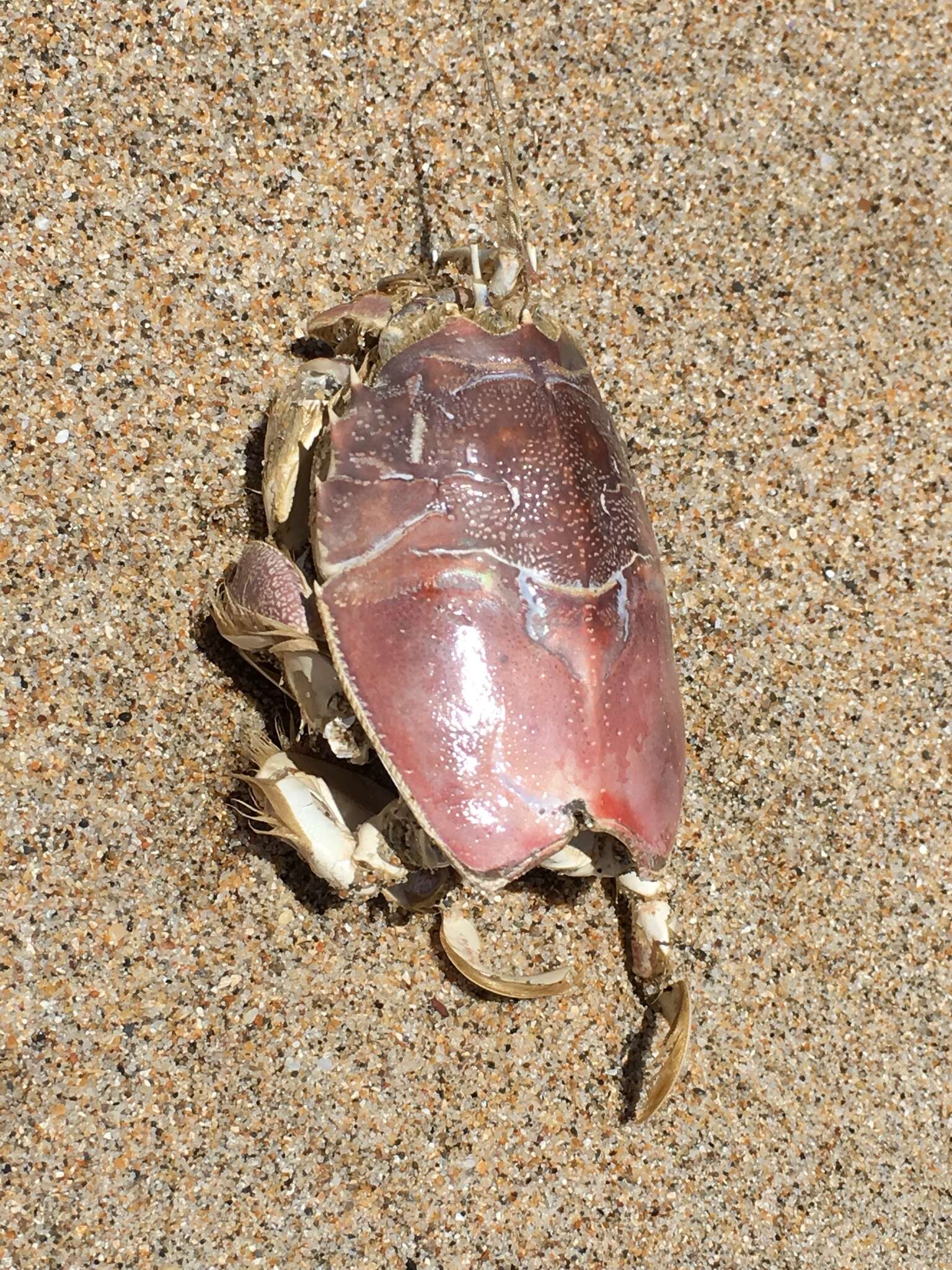 Image of spiny mole crab