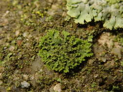 Image of wreath lichen