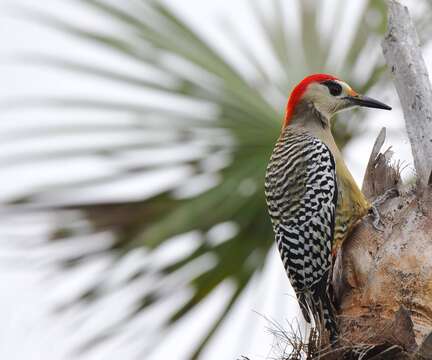 Image of West Indian Woodpecker