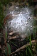 Asclepias jaliscana Robinson的圖片