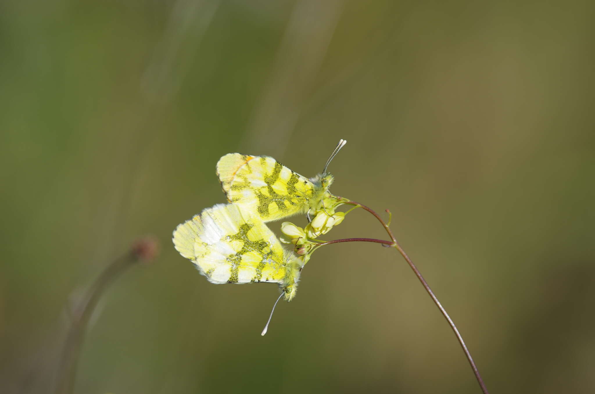 Image of Moroccan Orange Tip