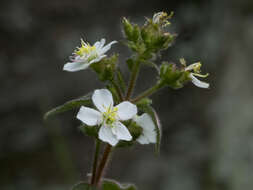 Image of Pleroma ciliare (Vent.) Triana