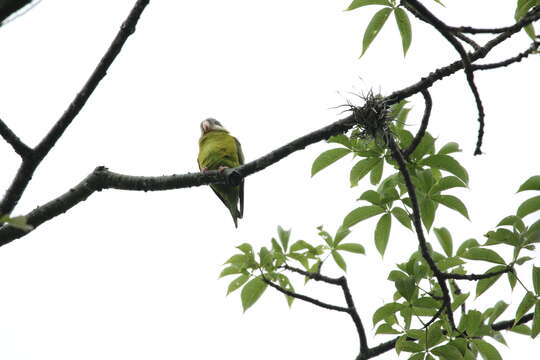 Image of Gray-cheeked Parakeet