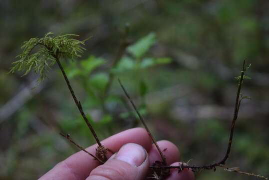 Image of pleuroziopsis moss