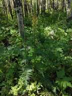 Image of Giant Lousewort