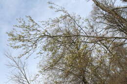 Image of Allegheny Serviceberry