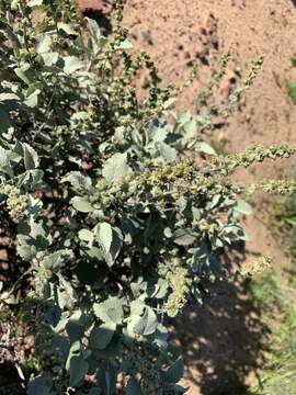 Image of San Diego bur ragweed