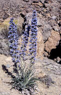 Слика од Echium auberianum Webb & Berth.